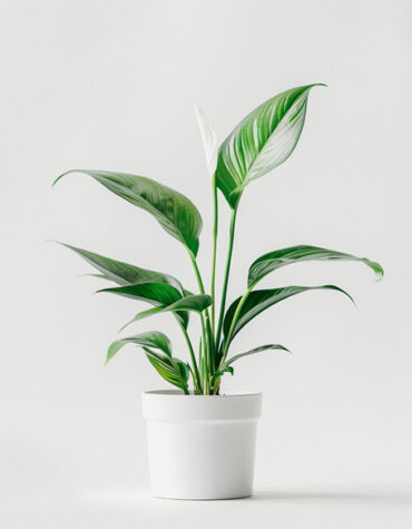 Home product 03